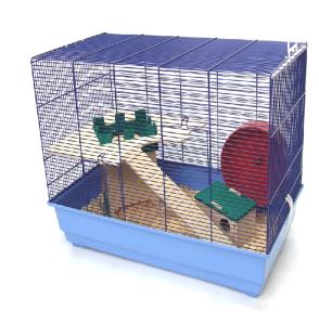 Roy Special Edition niebieski/jasnoniebieski