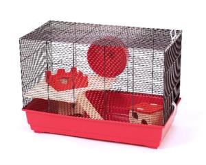 Roy Special Edition niebieski/jasnoniebieski