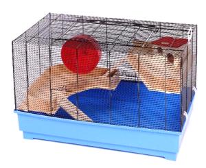 Roy 80 czarny/niebieski