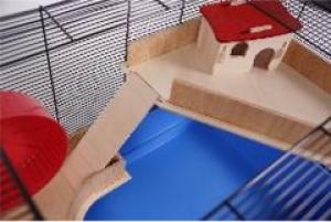 Roy 80 czarny/niebieski