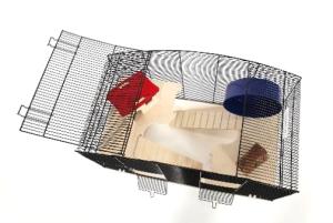 Dominikus czarny/biały