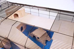 Alexander czarny/niebieski thumbnail